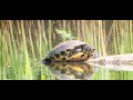 Geelbuikschildpad op de Kattesteertvijver in het Prinsenpark. Vrijdag 7 juni 2024.