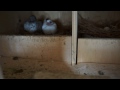 Pigeon Loft