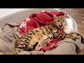 Pregnant Bengal cat in Labor Screams very Loud