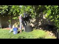 How to transplant from 5 gallon bucket #garden #transplants #gardening #backyardgarden #viral #farms