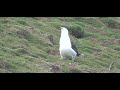 Seagull Swallows a Whole Rabbit on Welsh Island