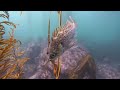 MONASTERY BEACH SCUBA DIVE EP12