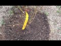 Planting Blueberry Bushes Can Be Complicated - How to Plant Blueberries