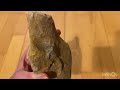 Proving you can find fossils almost anywhere | Belemnite & Echinoid in woods