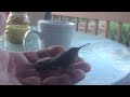 Stunned hummingbird sitting in my hand, eventually flies off...