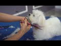 MALTESE PUPPY, FIRST GROOMING WITH SCISSOR ✂️❤️🐶 cuteness guaranteed!