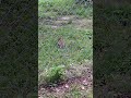 #nature #wildlife #rabit #eimdaily  RABIT,BUNNY,or HARE?!🐰