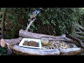 Graced with the #bluejays presence!  #backyardwildlife #cattv  #dogtv  #PetEntertainment