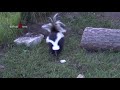 Skunk - A Cute Skunk And Funny Skunks Videos Compilation || NEW HD