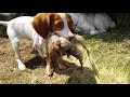 Re-Yo and her first chukar