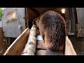 Beaver Gnaws Through Giant Log