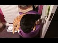 Cute Cats Squished Together on Tiny Chair!