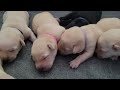 See How Fast a Puppy Grows - Labrador Puppies Grow Day 1 to 7