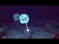 Why Do Deep Sea Creatures Evolve Into Giants?