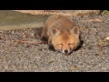 Sleepy Fox Kit