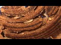 Termite Colony: Zootermopsis angusticollis