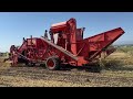 James & Conner Reiman threshing Lima beans on Sakioka Ranch off Cawelti Road.