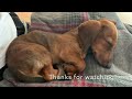 Mini dachshund puppy's morning routine