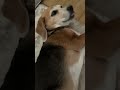 ビーグル犬シャイロ　居眠りいびき犬