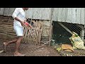 Ang pagtaud sa pukot para sakong native chicks/Junjun A. Official 1.0(Buhay Bukid)