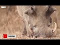 African Wild Dogs Attack and Eat Warthog - Animal Fighting | ATP Earth