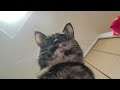【猫動画】自撮り風の猫たち　◇　selfie style cats