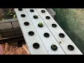 Aquaponics floating raft. #diy