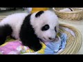 Seeing Pandas for the First Time, Hua Hua 花花 🐼 Chengdu Panda Research Base | China EP 6