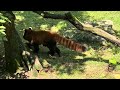 Seeing a Red panda at the Cincinnati zoo