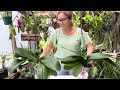 Phalaenopsis Gigantes, com apenas um produto as folhas  ficaram brilhantes e protegidas!🌿
