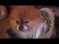 My Pomeranian, Huey - I Miss Him So Much