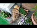 Hitomi, a Persian cat, keeps going in and out of the strong winds she doesn't like.