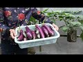Surprisingly Growing Eggplants In Old Plastic Containers For Many Fruits & Easy