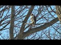 Viral quality Bruce Pressler Falconer Red Tail hawk hunts rabbits, Brushy Creek Iowa