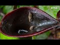 Our Planet | Jungles | FULL EPISODE | Netflix