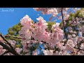 Amazing Tokyo's elegant early blooming cherry blossoms japan 東京 2024 4k 上野公園の満開の大寒桜