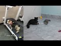 I would die laughing for these FUNNIEST Cats 😍 Funniest Cat Reaction 😹🐶