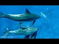 Experience the Magic Underwater: Dive Into the Colors of the Ocean with Coral Reefs in 4K(ULTRA HDR)