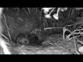 #FieldMouse eating slugs during a night time snack #cattv #dogtv #NatureForPets