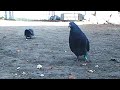 My Pigeon friends 3