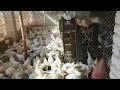 White Layer Poultry Farm-Poultry Farming In Pakistan @vgbpoultryfarm2954