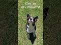 How to Tell if Your Dog Likes or Dislikes a Food🤣Capture Their Reaction in Slo-Mo 😄#dog #doglover