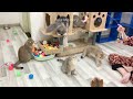 Funniest Animals 2023 😍 New Funny Cats and Dogs 😻🐶 Part 9