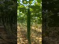 Snake gourd #farming # short video