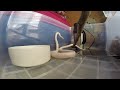 Pantherophis guttatus feeding 3