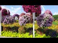 Miracle  Garden here in Dubai let's enjoy the beautiful  flowers and relaxing place..