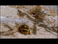 Life of Insects | Attenborough: Life in the Undergrowth | BBC Earth