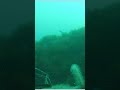 Octopus Tentacles on a Gibraltar underwater cam  #gibraltar
