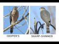 Identifying Raptors