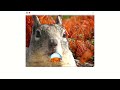 Squirrel happily eats some reverse controlled cheese puffs in the forest, no battle just peace.